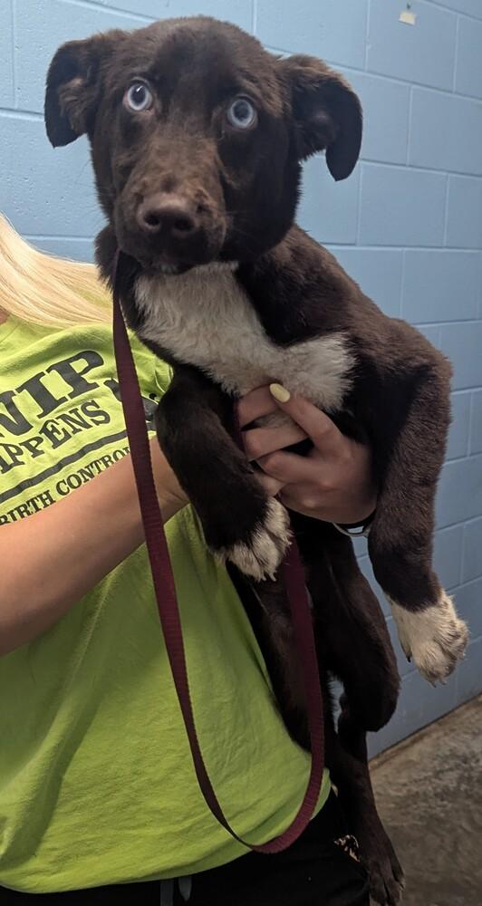 Rilo, a Adopted mixed breed in Evansville, IN image 2/3