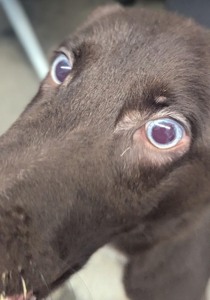 Rilo, a Adopted mixed breed in Evansville, IN image 3/3