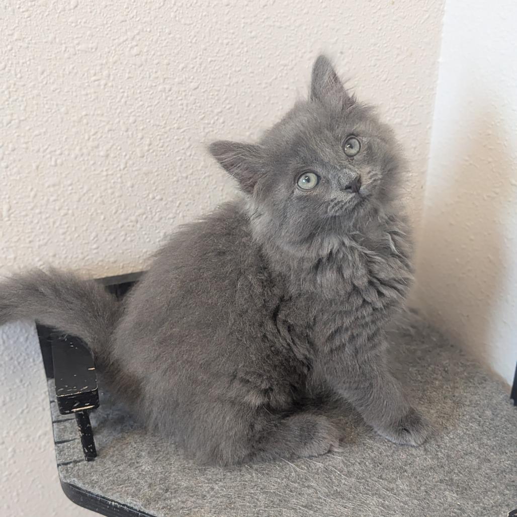 Stormy, Adoptable, Kitten Female Domestic Long Hair.