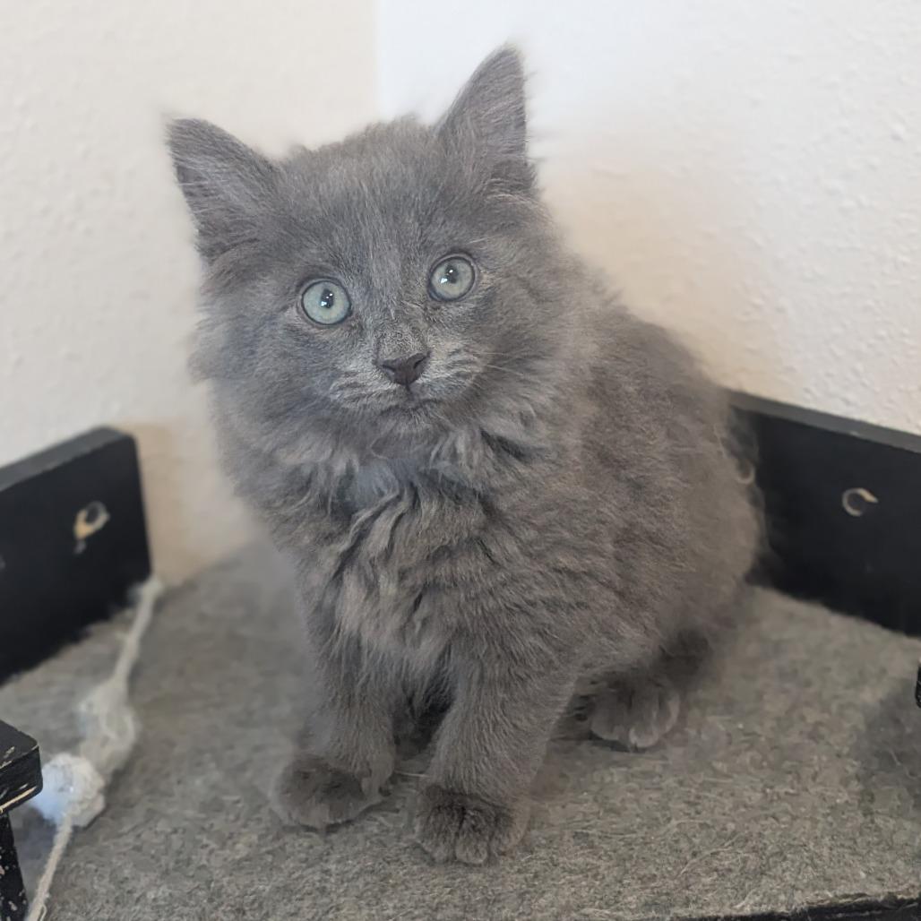 Stormy, a Adoptable Domestic Long Hair in Prairie du Chien, WI image 2/2