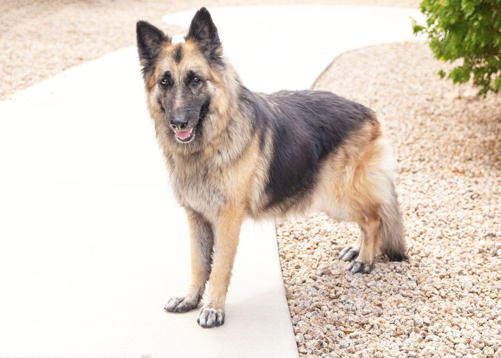 Enlarge JENNA, a Adoptable German Shepherd Dog in Scottsdale, AZ image 1/3