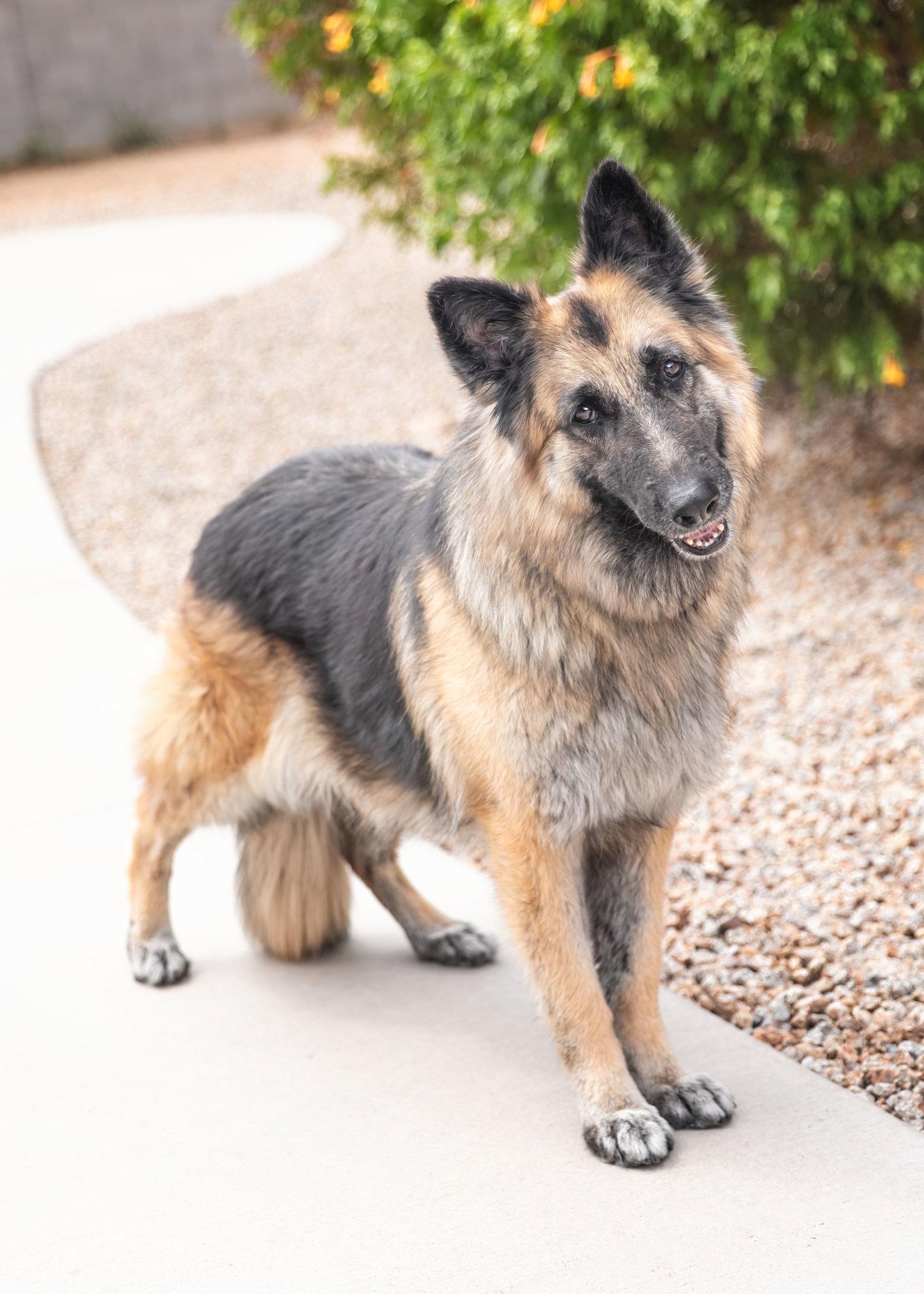 Enlarge JENNA, a Adoptable German Shepherd Dog in Scottsdale, AZ image 2/3