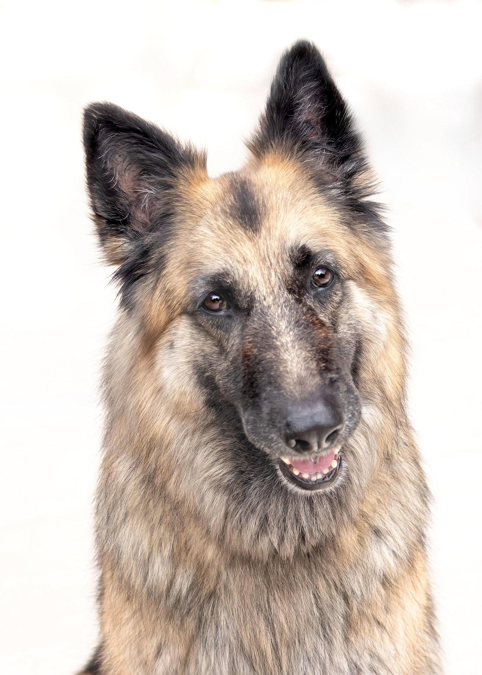 Enlarge JENNA, a Adoptable German Shepherd Dog in Scottsdale, AZ image 3/3