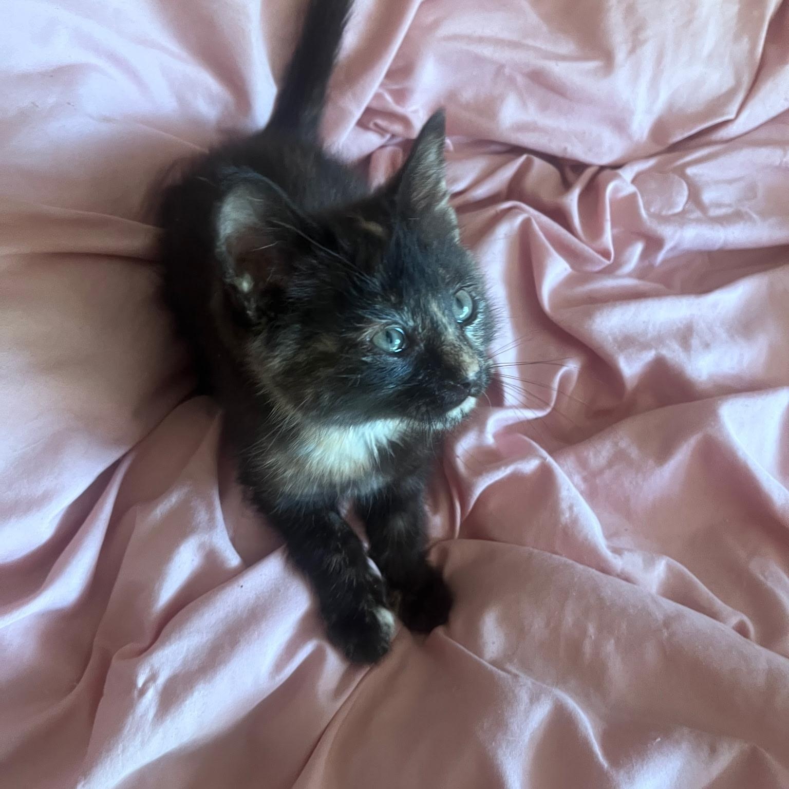 Ember, an adopted Domestic Short Hair in Easley, SC image 2/2