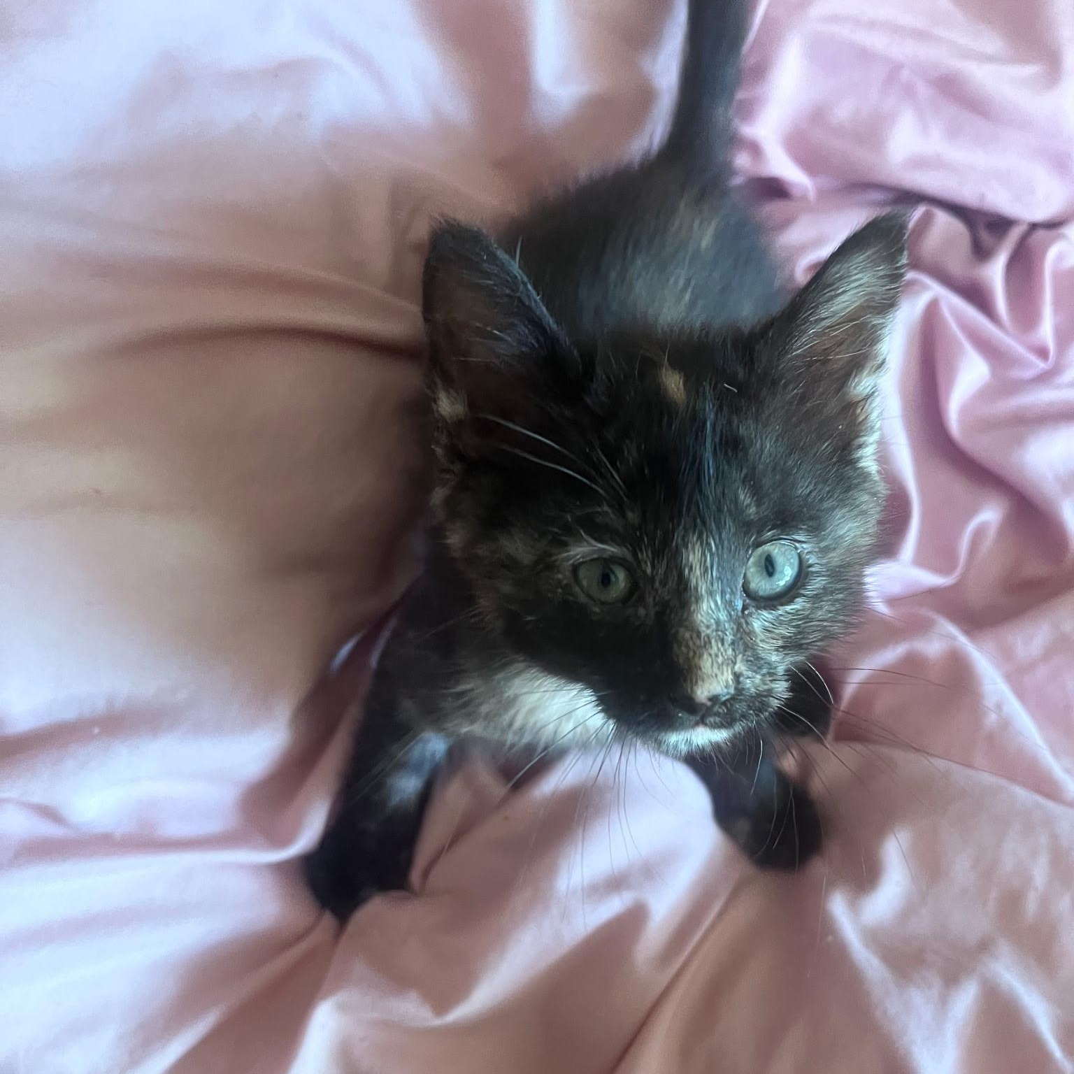 Ember, an adopted Domestic Short Hair in Easley, SC image 1/2