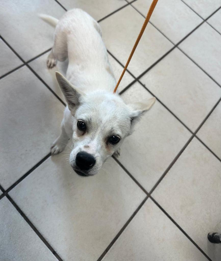 Fido, Adoptable, Puppy Male Chihuahua.