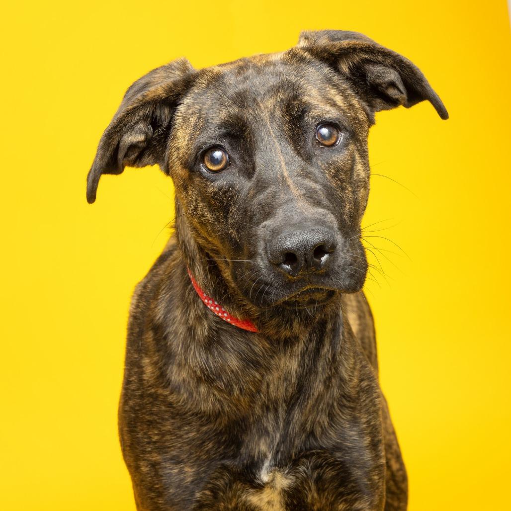 Enlarge Nikki, a Adoptable Mixed Breed in Franklin, TN image 1/2