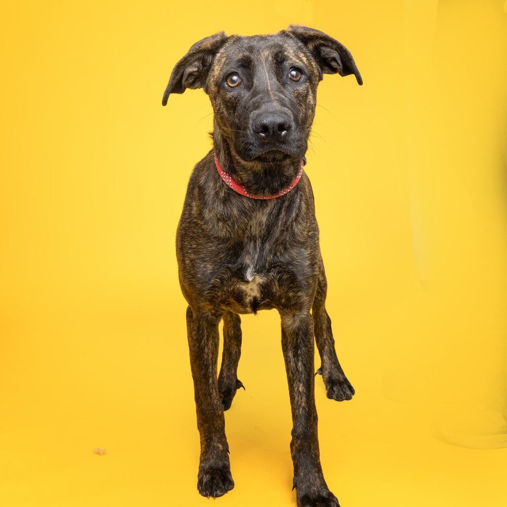 Enlarge Nikki, a Adoptable Mixed Breed in Franklin, TN image 2/2