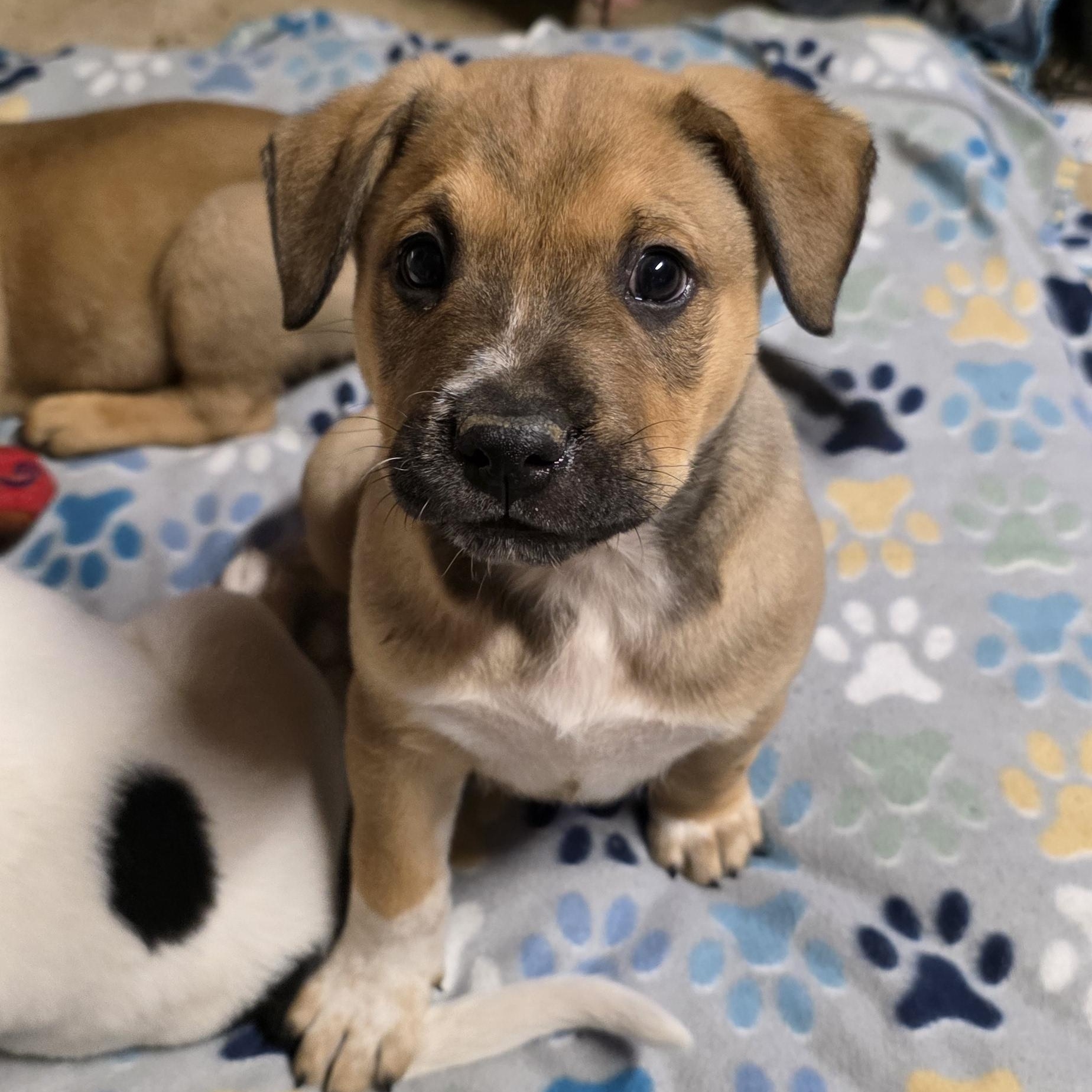 Enlarge Halo, a Adoptable mixed breed in Baker, LA image 1/3