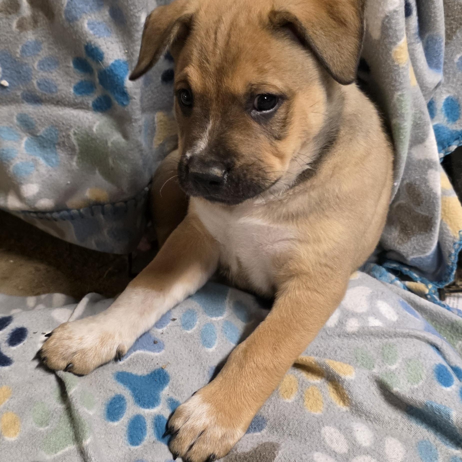 Enlarge Halo, a Adoptable mixed breed in Baker, LA image 3/3