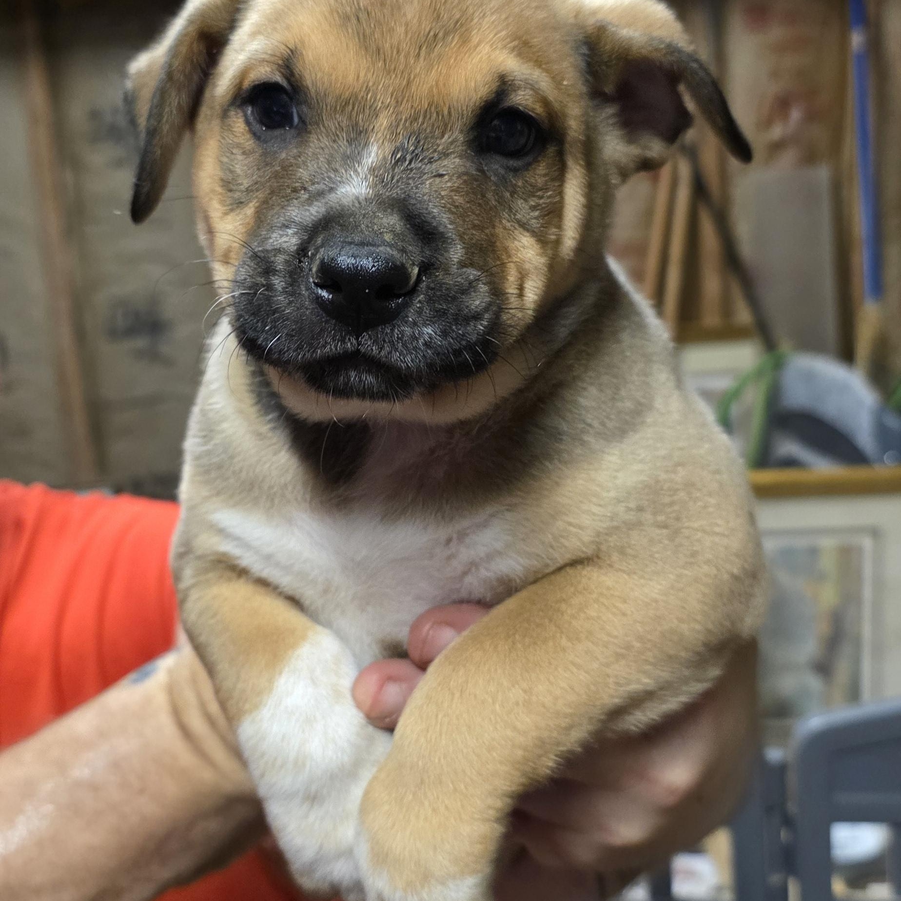 Enlarge Halo, a Adoptable mixed breed in Baker, LA image 2/3