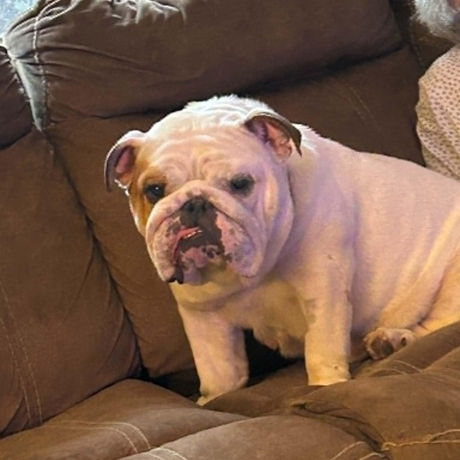 Enlarge Luna, an adopted Bulldog in Watertown, WI image 4/5