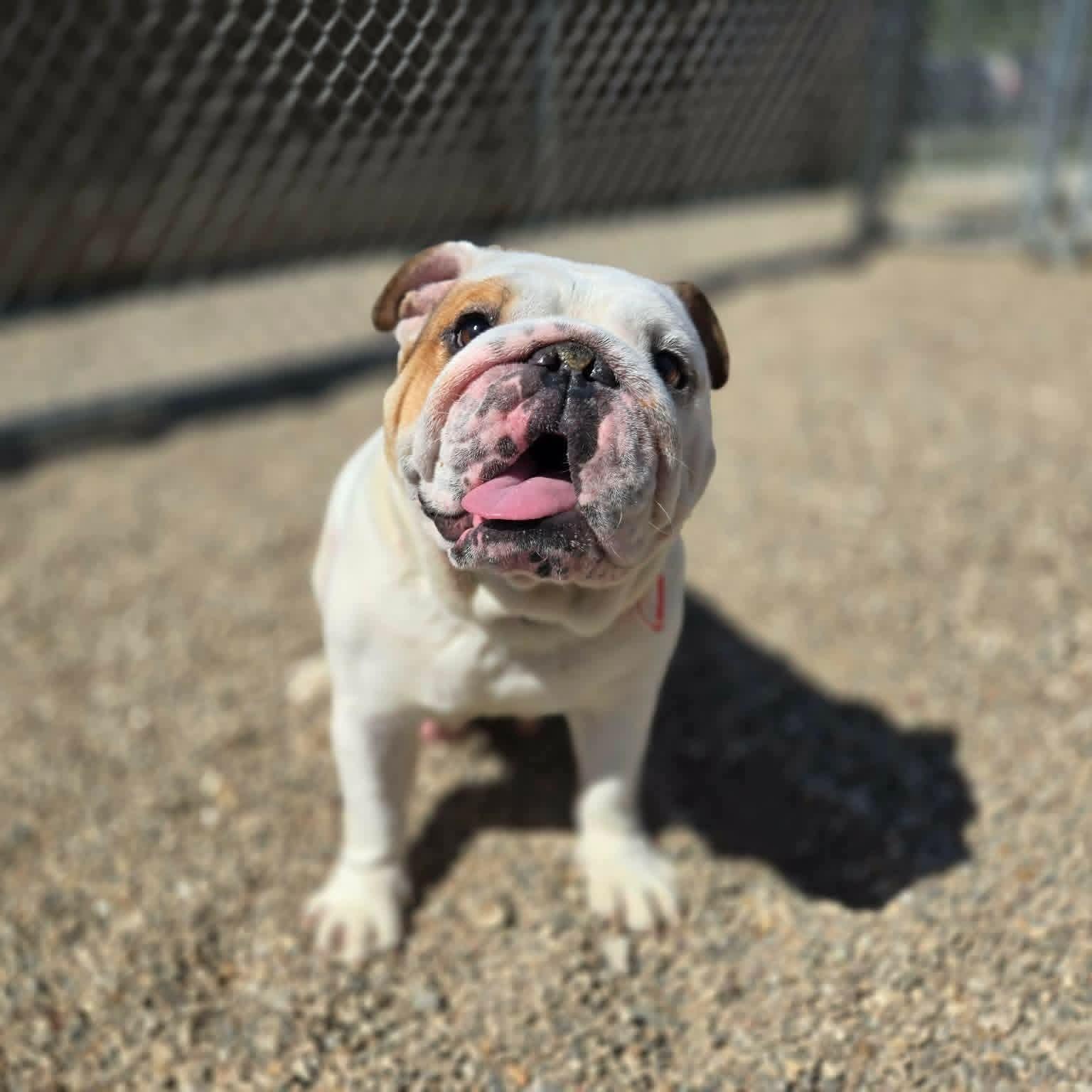 Enlarge Luna, an adopted Bulldog in Watertown, WI image 1/5