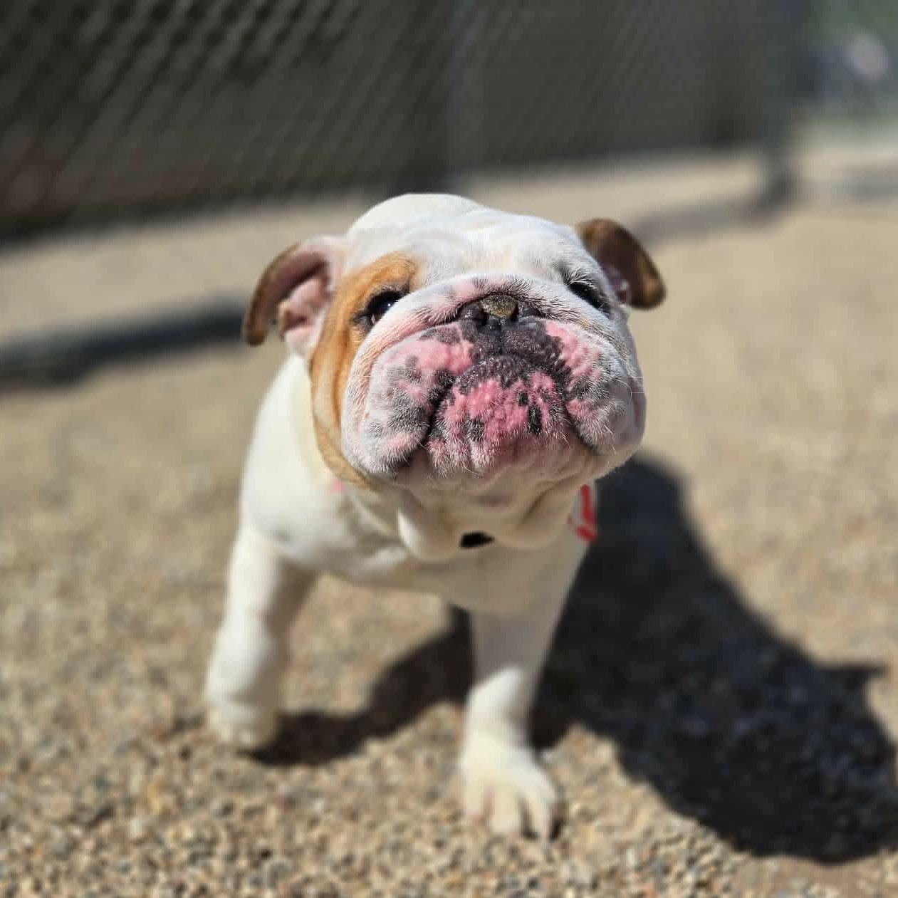 Enlarge Luna, an adopted Bulldog in Watertown, WI image 3/5