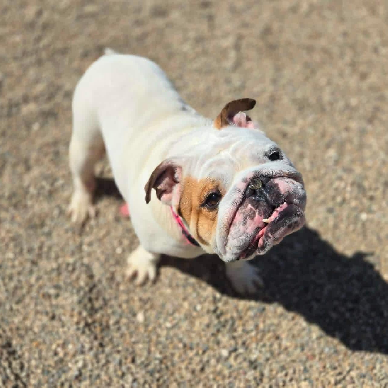 Enlarge Luna, an adopted Bulldog in Watertown, WI image 2/5
