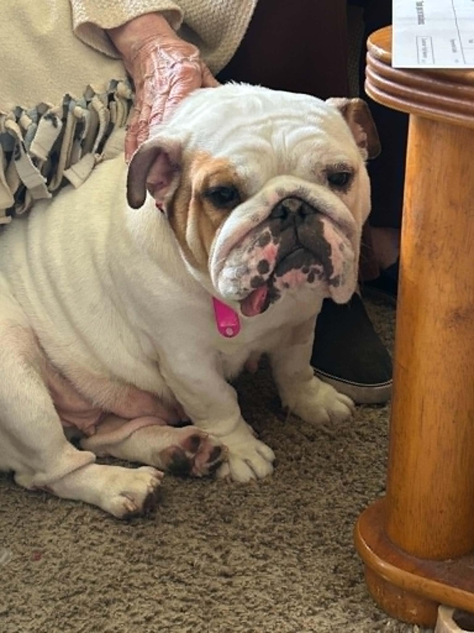 Enlarge Luna, an adopted Bulldog in Watertown, WI image 5/5