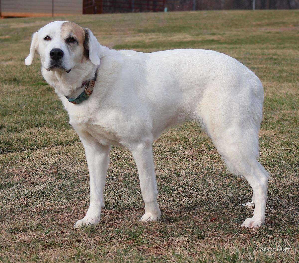 Enlarge Baby Girl, an adopted mixed breed in Bedford, VA image 3/3