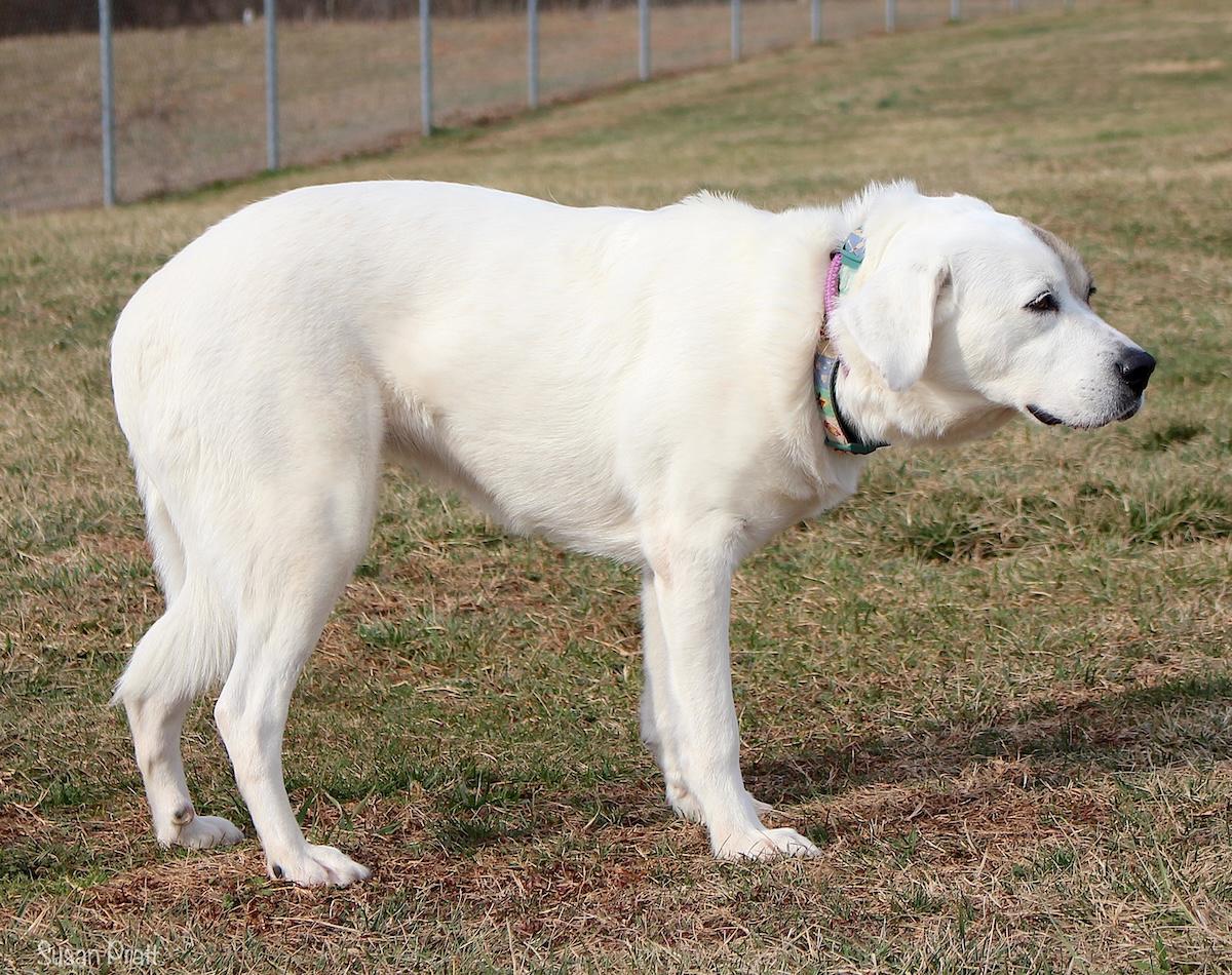 Enlarge Baby Girl, an adopted mixed breed in Bedford, VA image 2/3