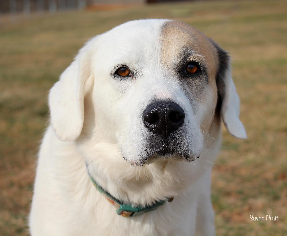 Baby Girl, adopted, Senior Female Great Pyrenees & Labrador Retriever.