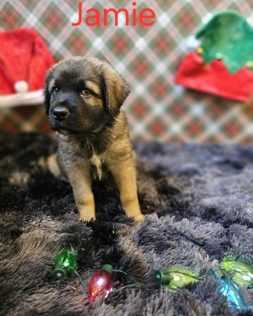 Enlarge Jamie, a Adopted Dutch Shepherd in Valparaiso, IN image 1/1