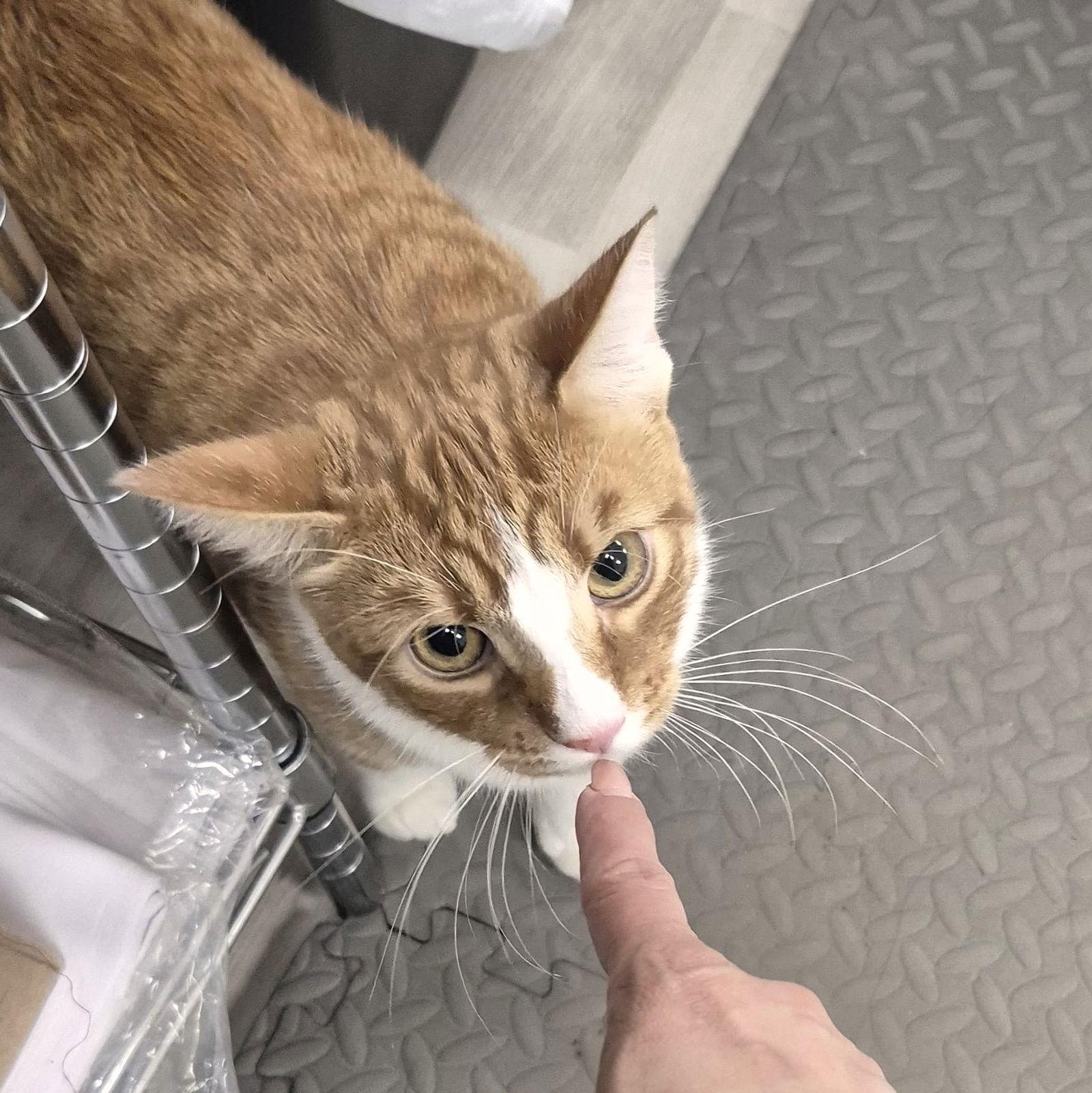 Enlarge Thunder, a Adoptable Domestic Short Hair in St. Cloud, FL image 1/3