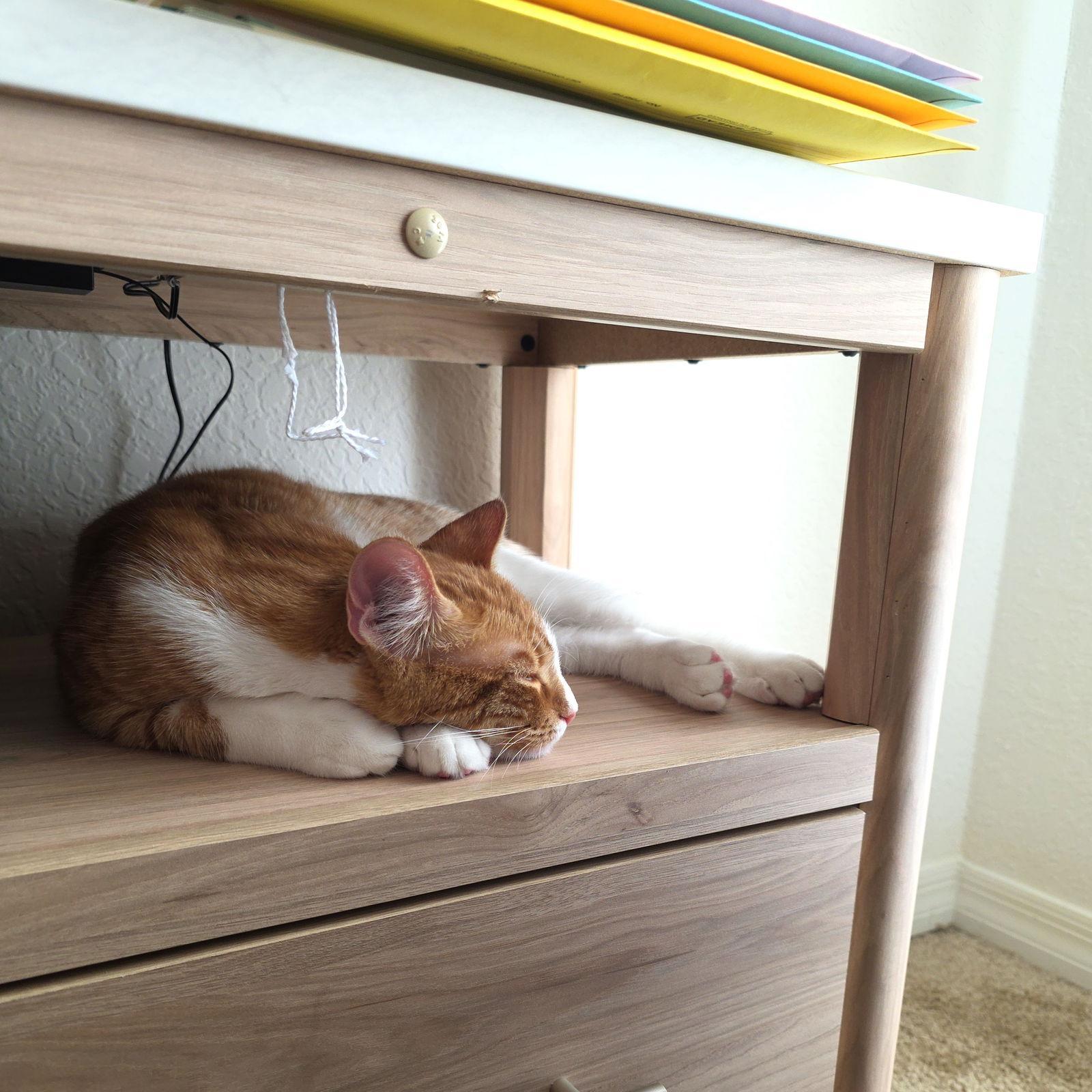 Enlarge Thunder, a Adoptable Domestic Short Hair in St. Cloud, FL image 2/3