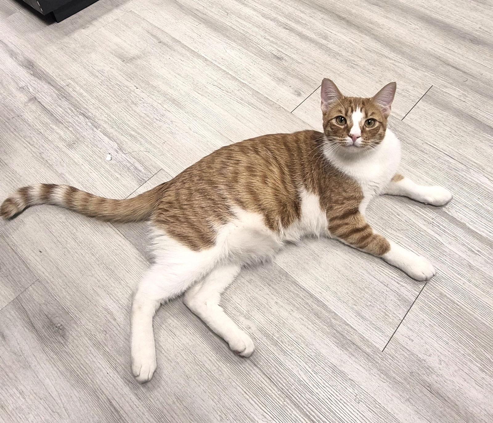 Enlarge Thunder, a Adoptable Domestic Short Hair in St. Cloud, FL image 3/3