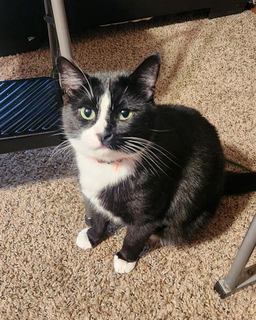 HUDINI, Adoptable, Adult Male Domestic Short Hair.