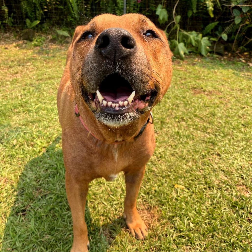 Marley, Adoptable, Senior Female Pit Bull Terrier.