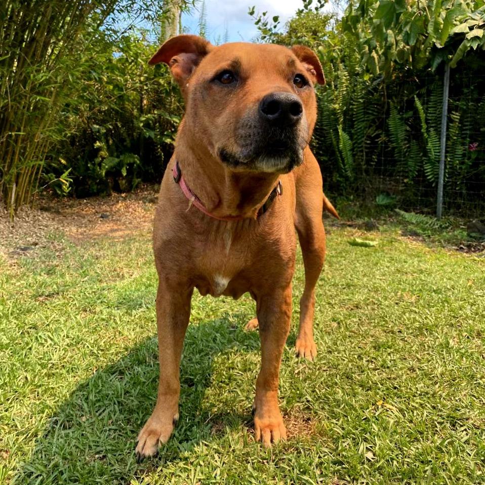 Marley, a Adoptable Pit Bull Terrier in Keaau, HI image 2/4