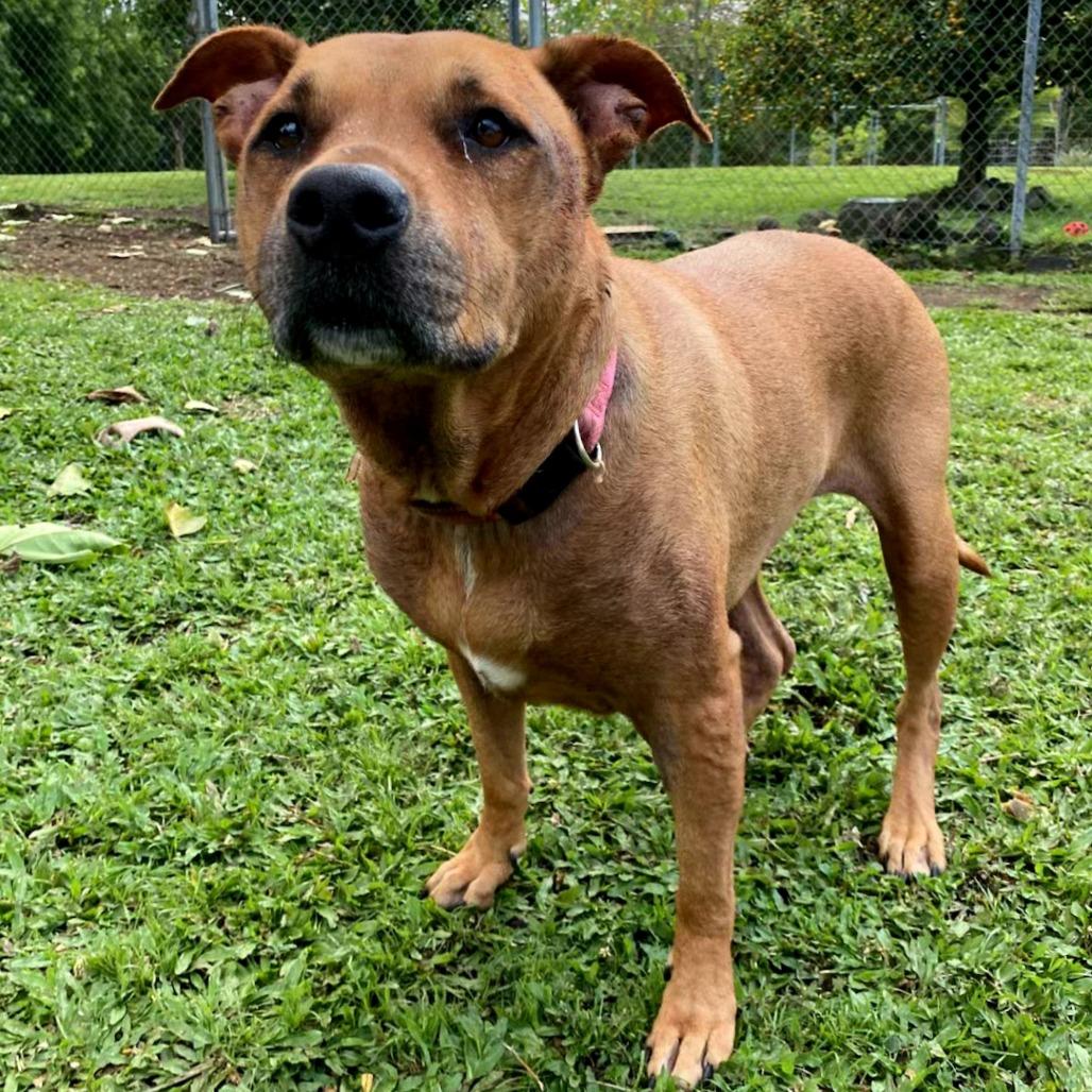 Marley, a Adoptable Pit Bull Terrier in Keaau, HI image 3/4
