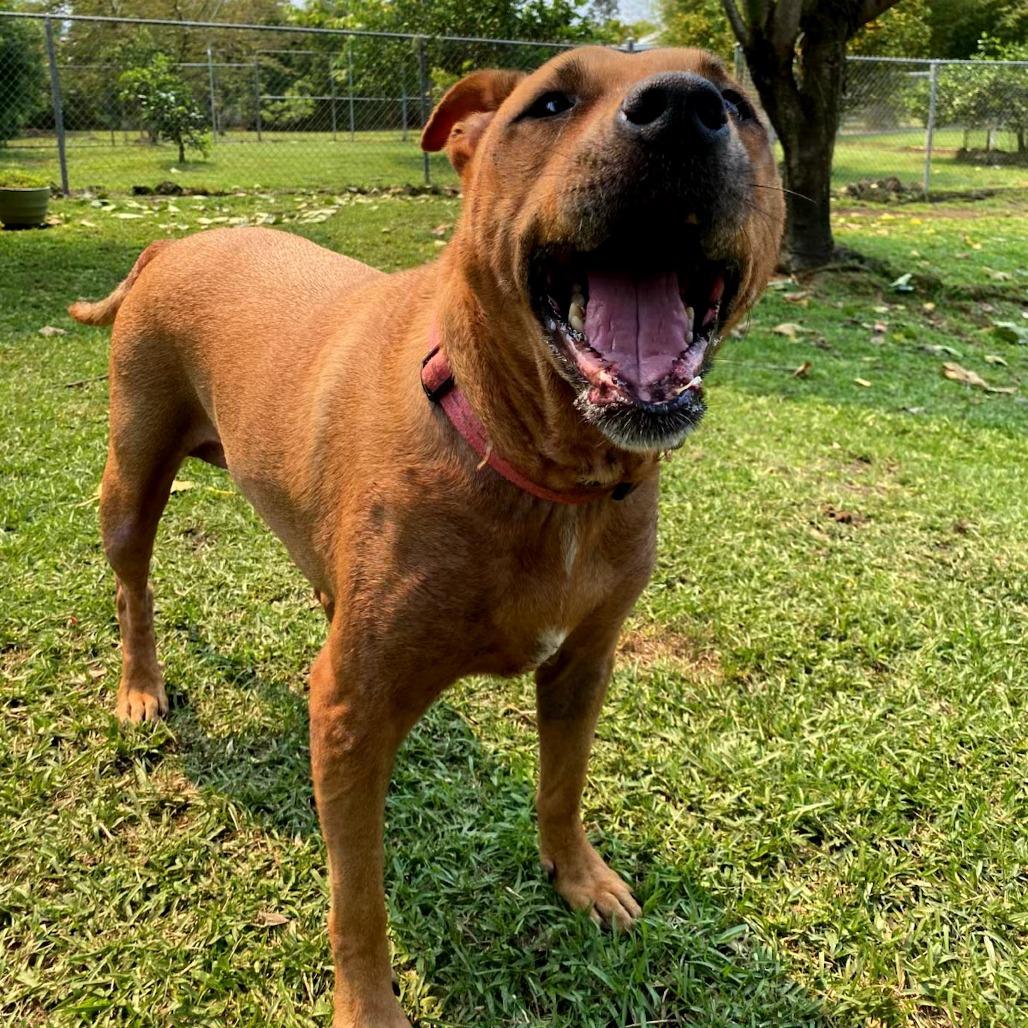 Marley, a Adoptable Pit Bull Terrier in Keaau, HI image 4/4