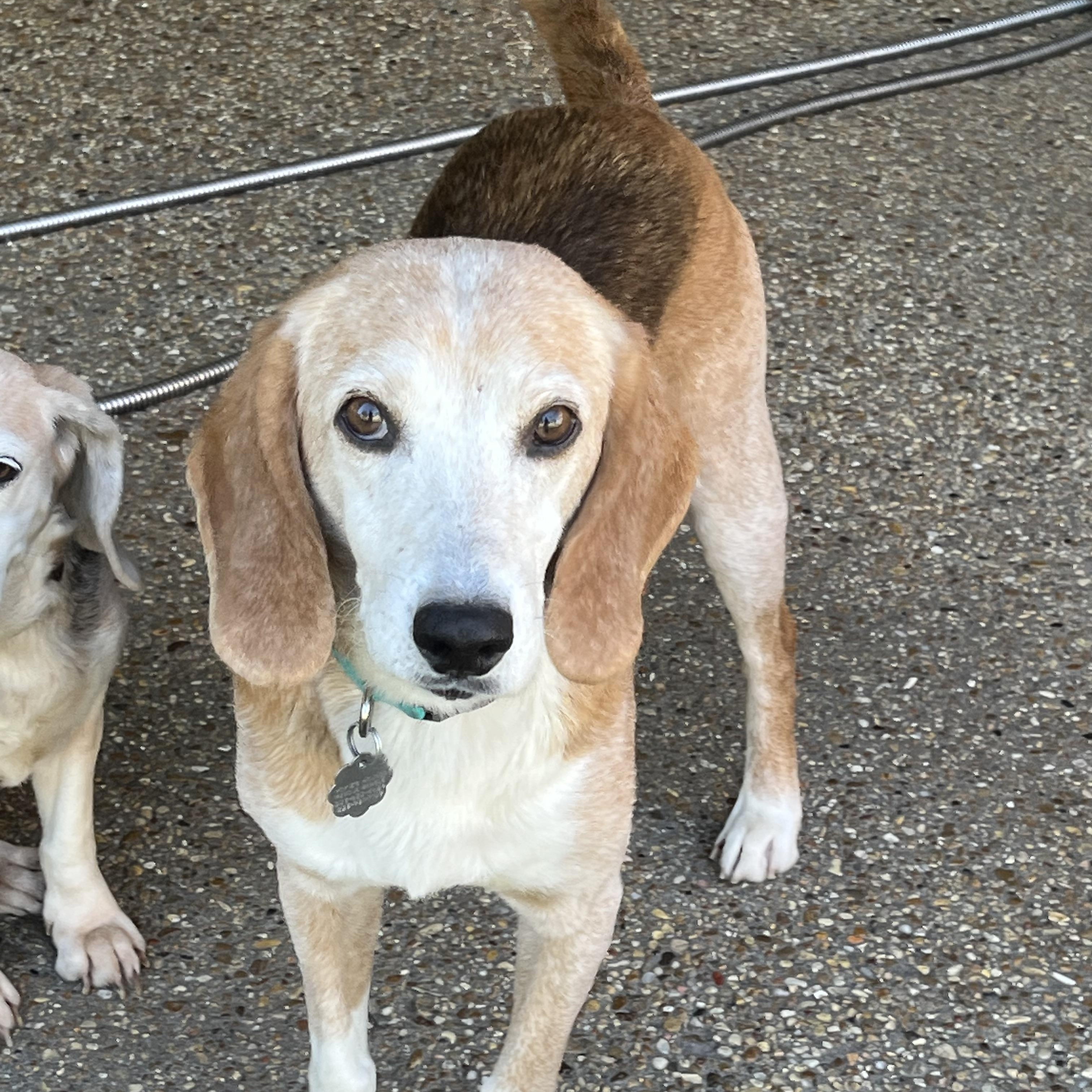 Enlarge Pawl, a ADOPTABLE Beagle in Prairieville, LA image 4/5