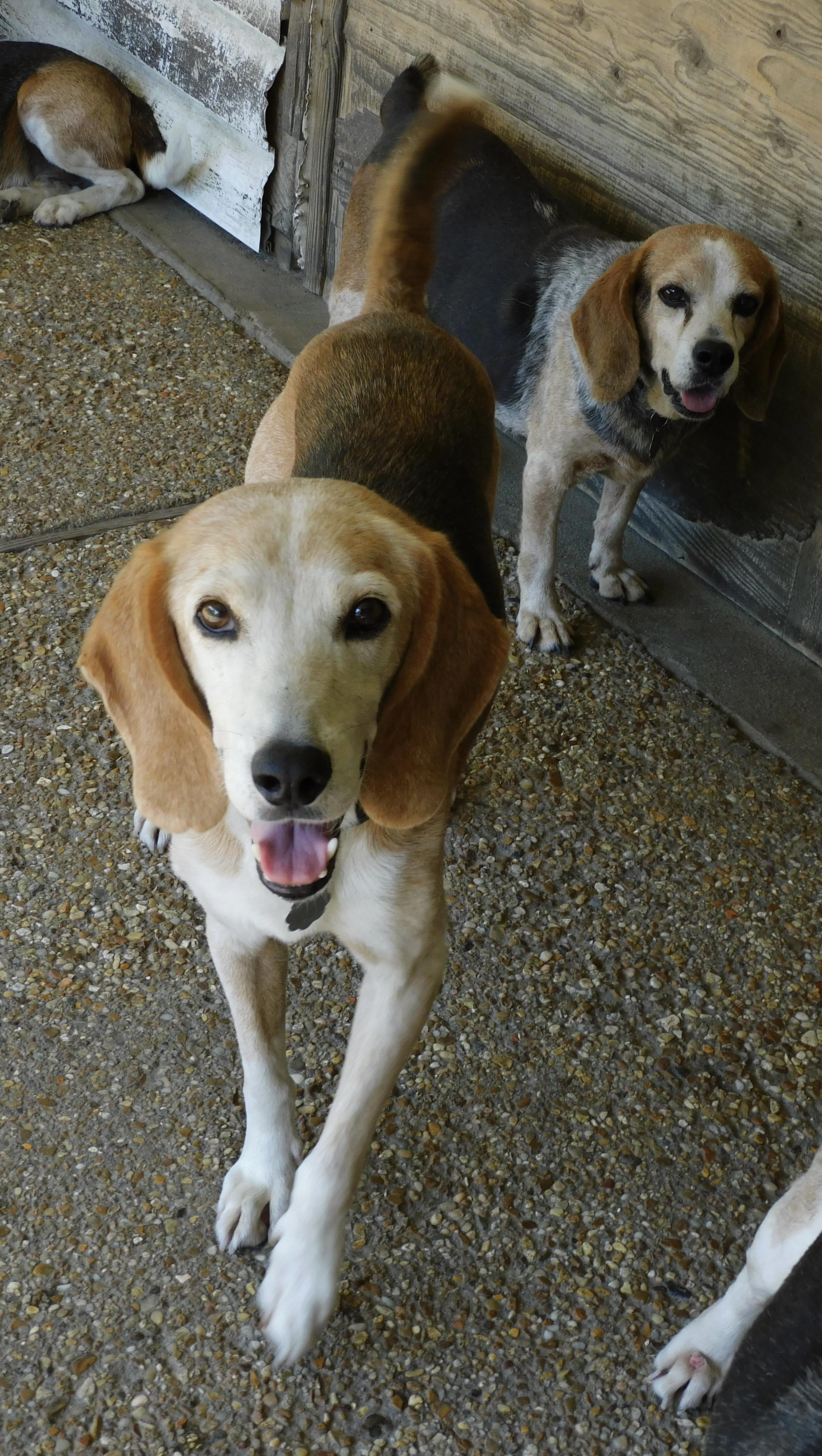 Pawl, ADOPTABLE, Adult Male Beagle.