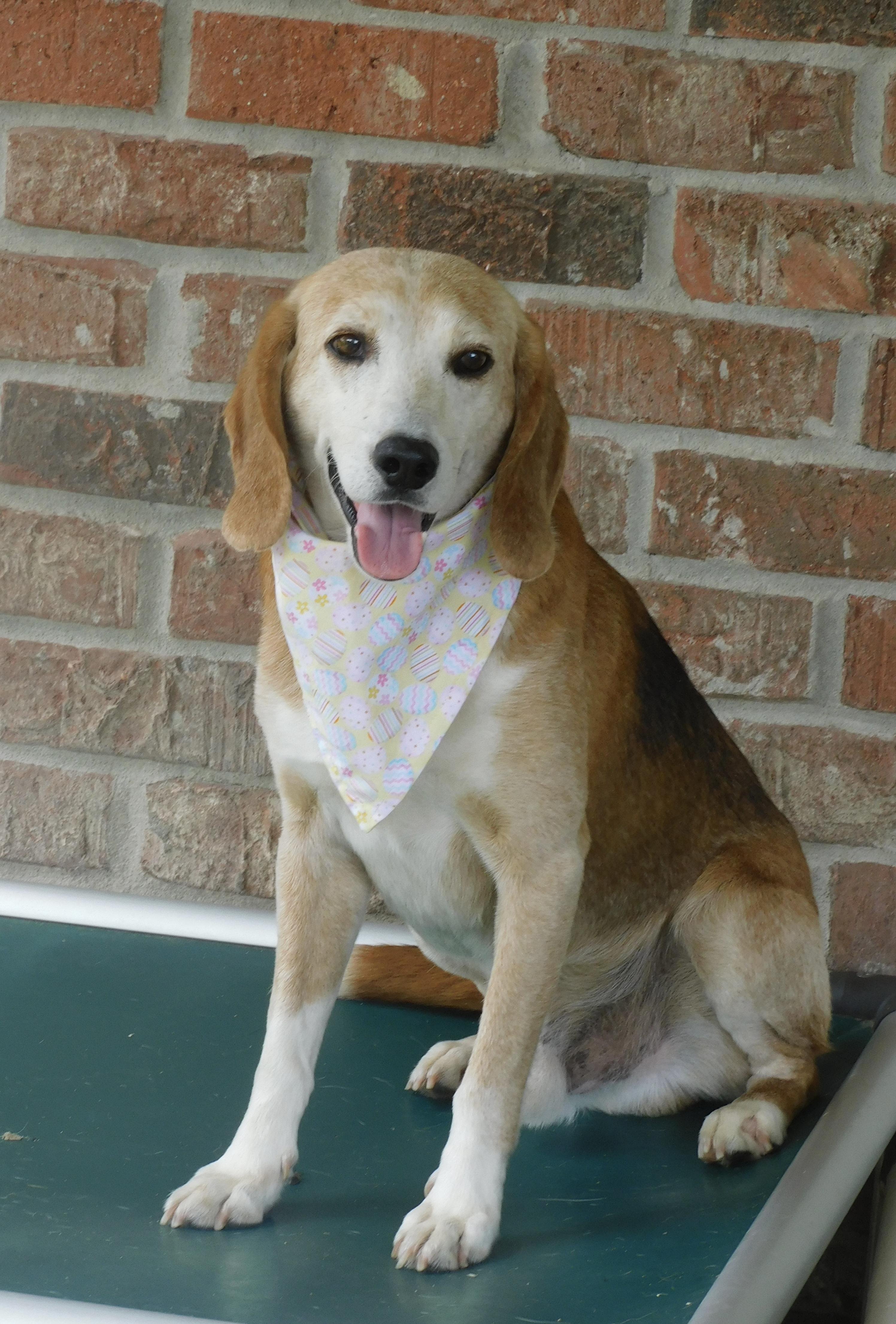 Pawl, ADOPTABLE, Adult Male Beagle.