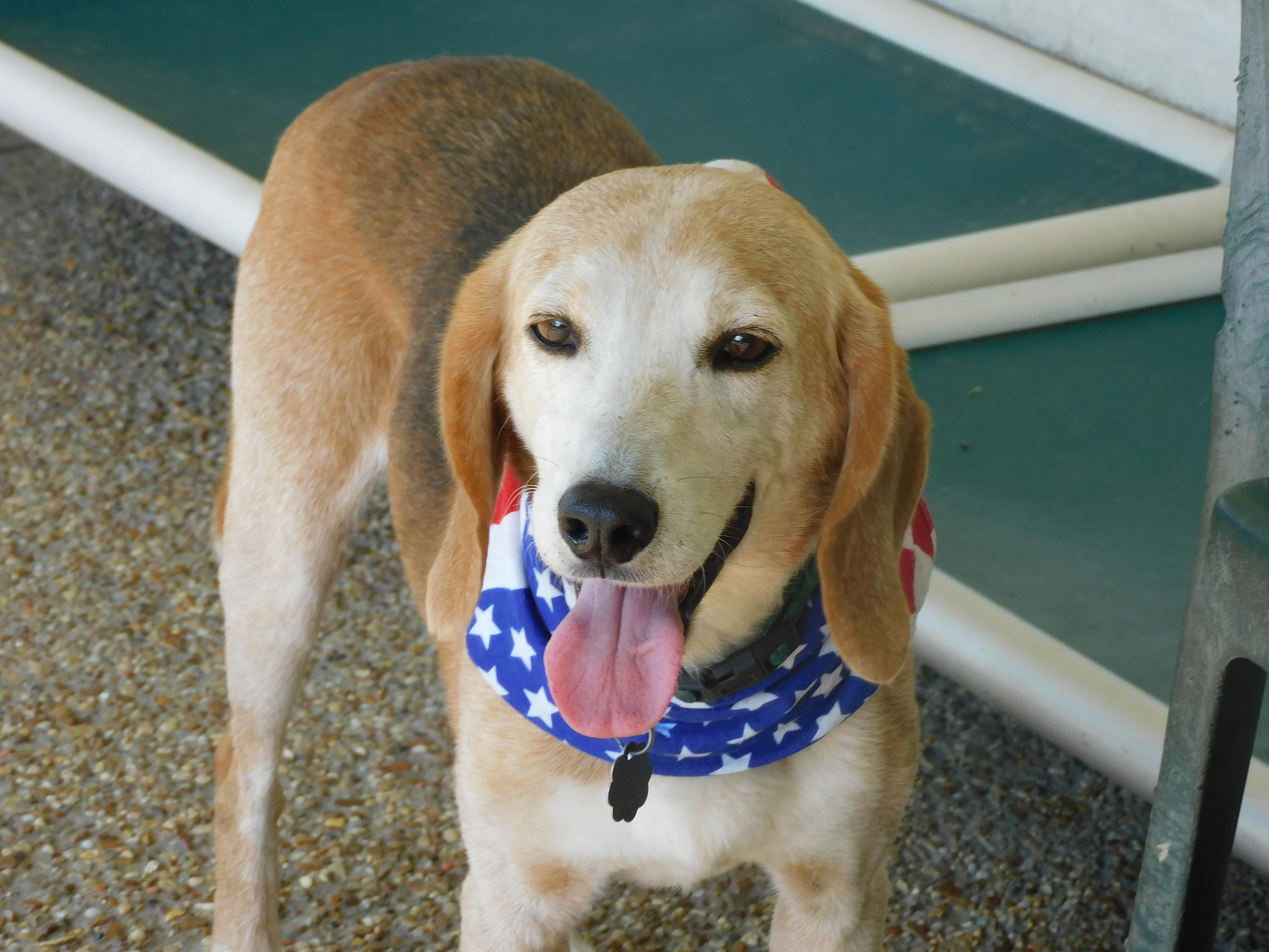 Pawl, a ADOPTABLE Beagle in Prairieville, LA image 6/6