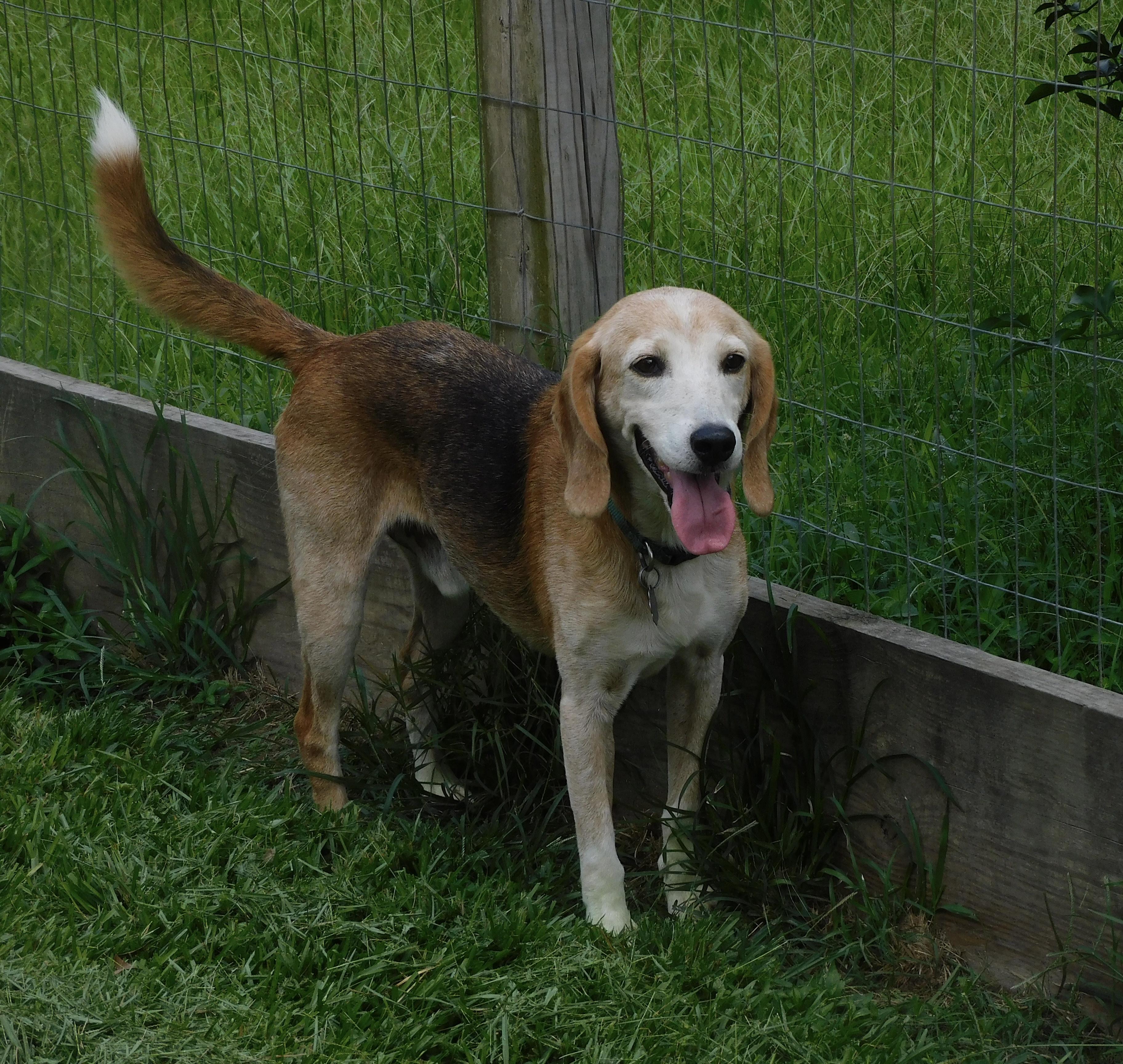 Enlarge Pawl, a ADOPTABLE Beagle in Prairieville, LA image 1/6