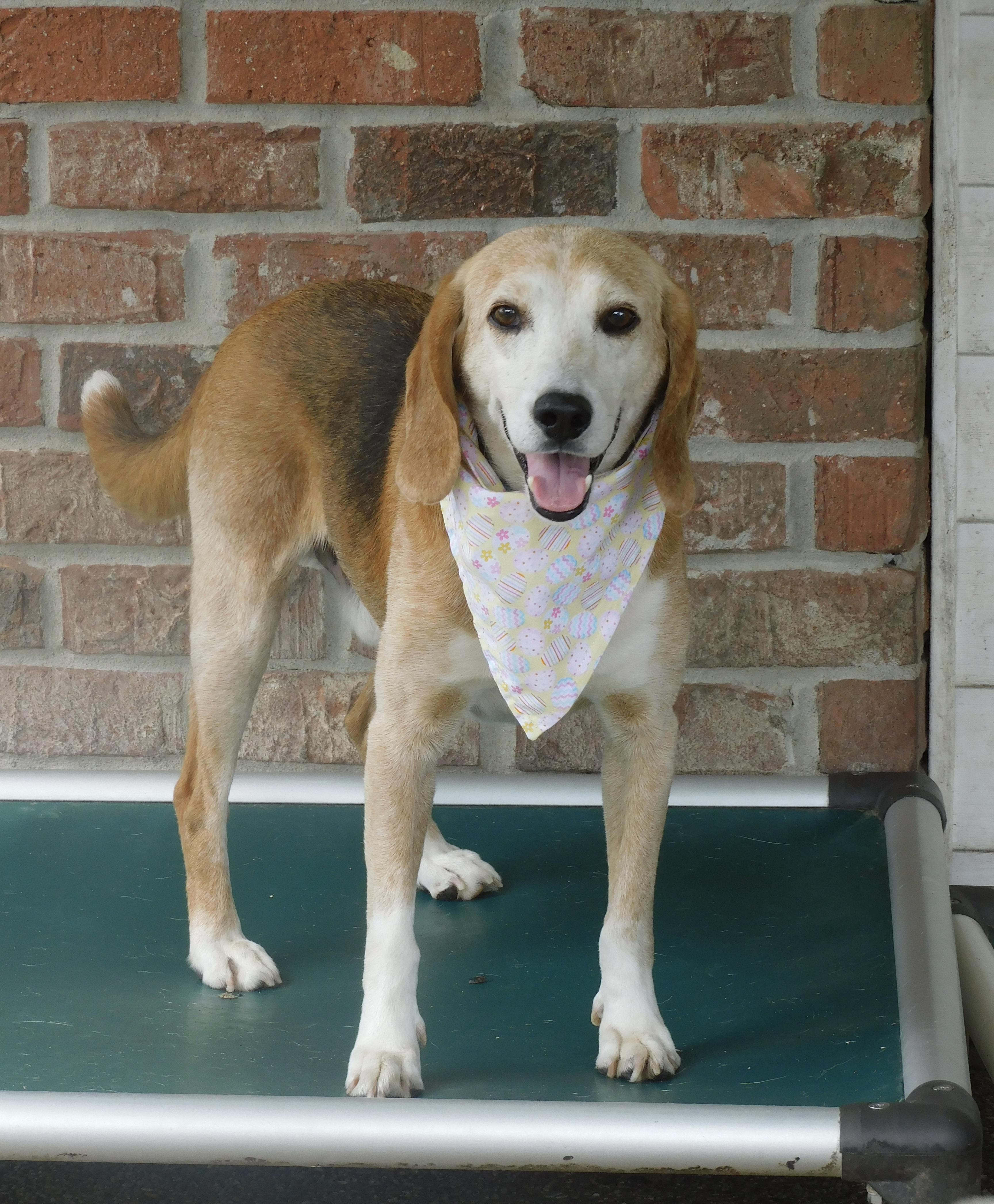 Enlarge Pawl, a ADOPTABLE Beagle in Prairieville, LA image 2/5