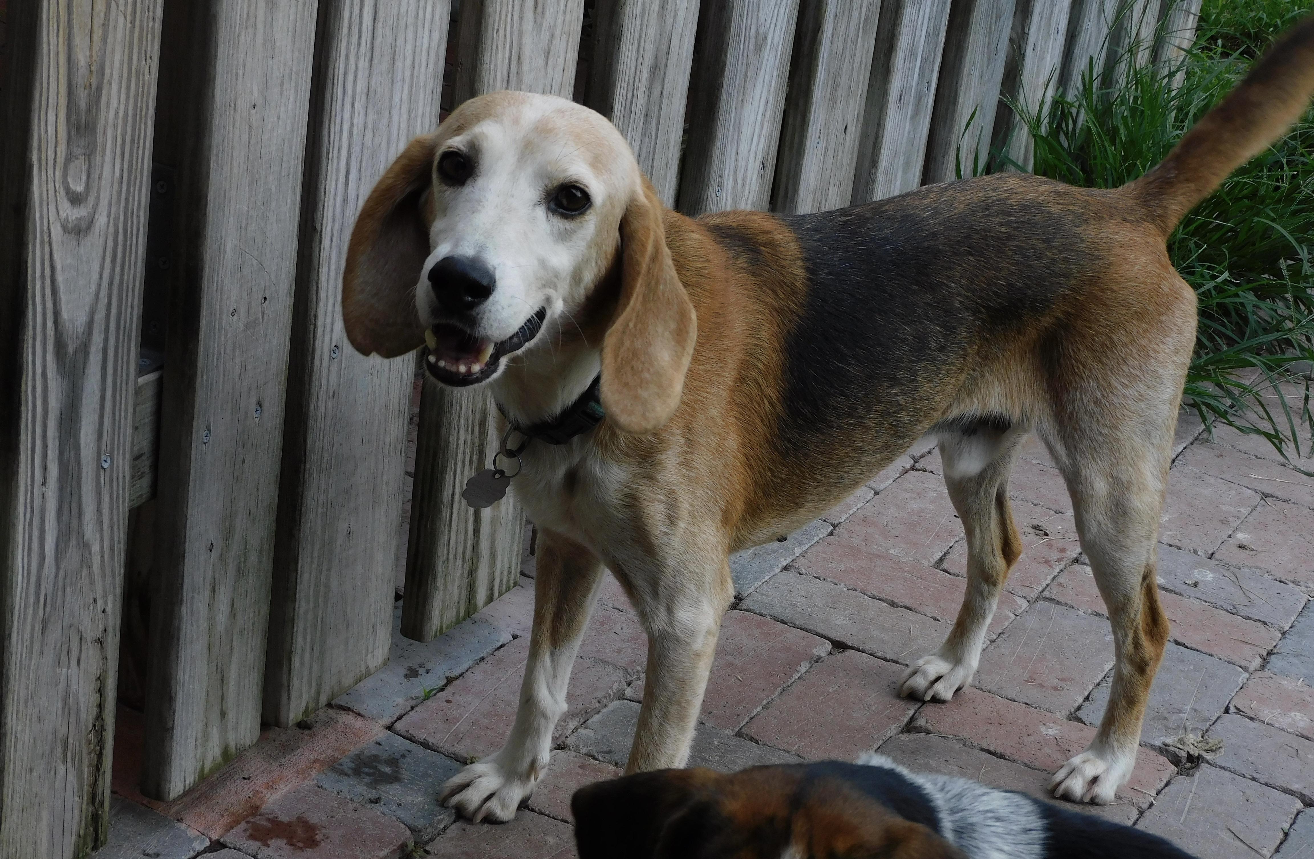Enlarge Pawl, a Adoptable Beagle in Prairieville, LA image 1/6