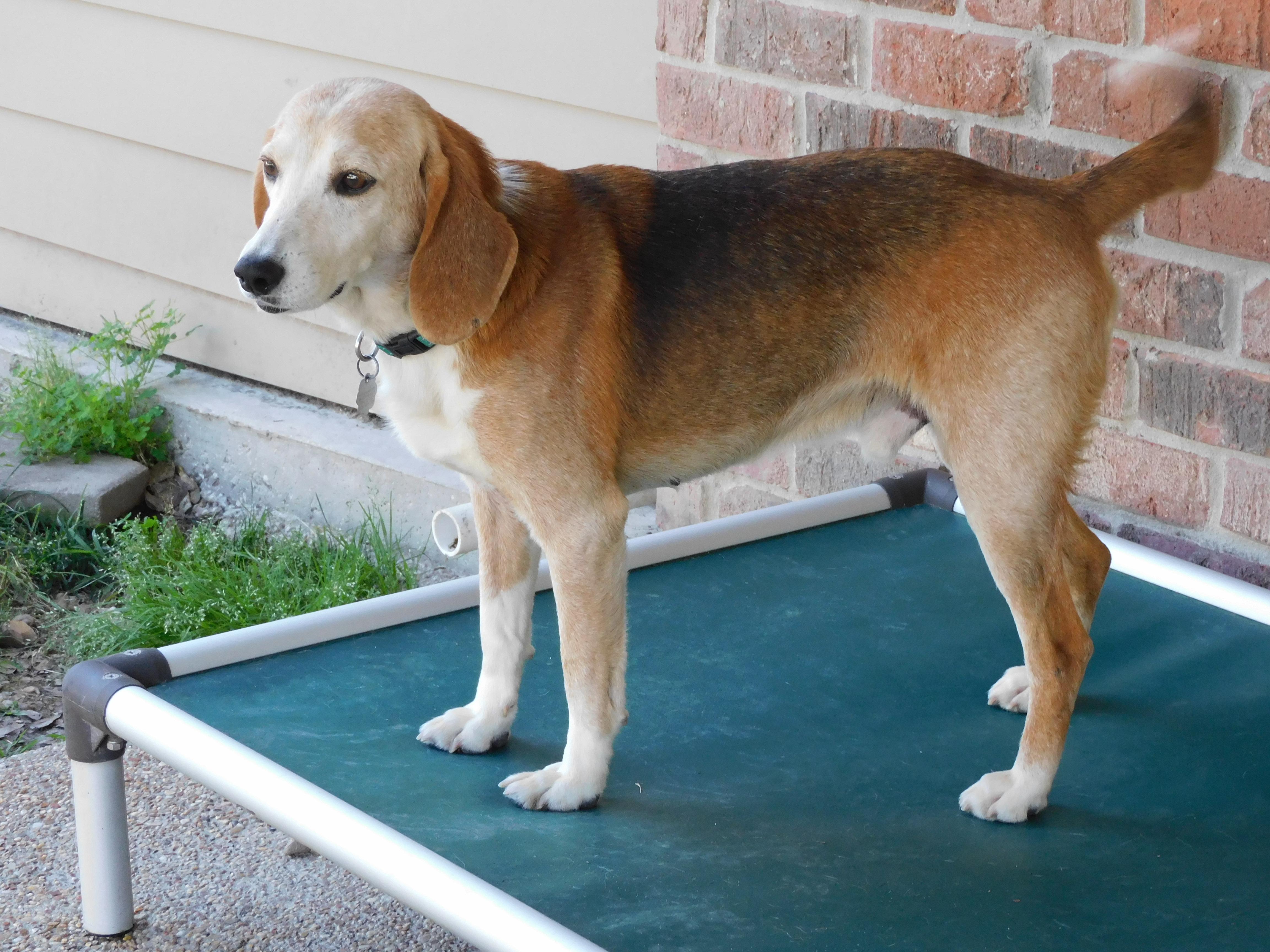 Pawl, a ADOPTABLE Beagle in Prairieville, LA image 1/6