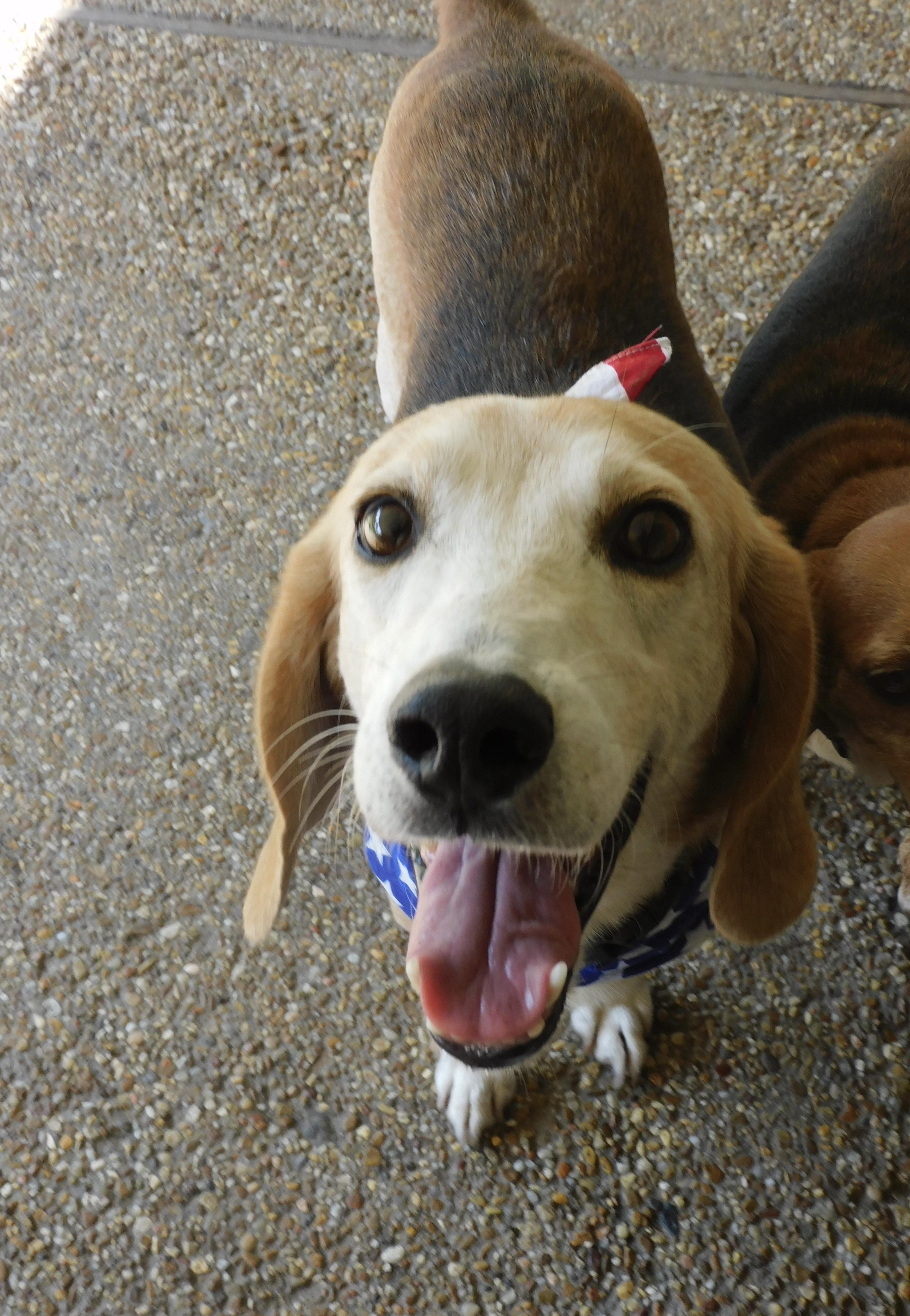 Pawl, a ADOPTABLE Beagle in Prairieville, LA image 5/6