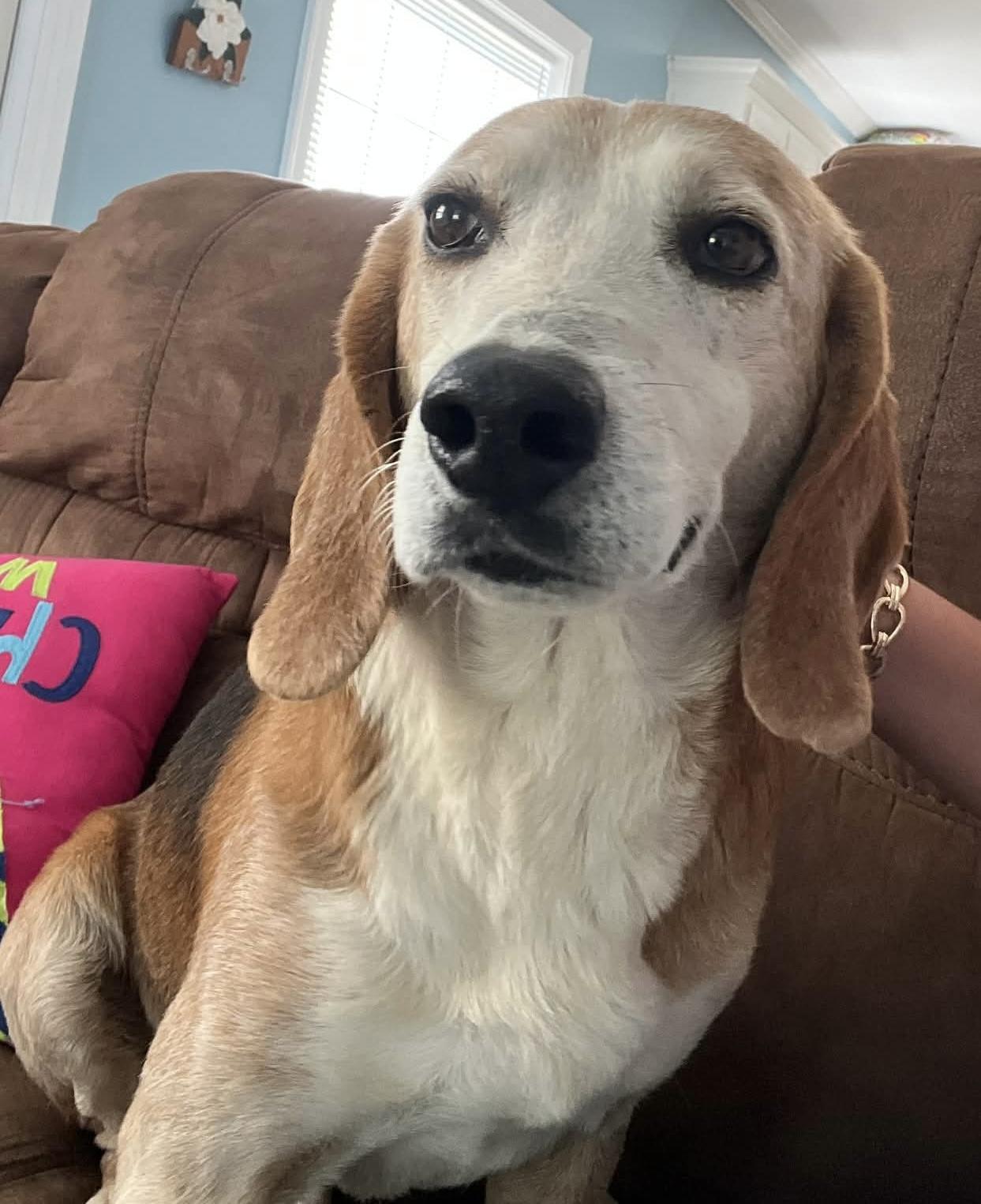 Enlarge Pawl, a ADOPTABLE Beagle in Prairieville, LA image 3/5