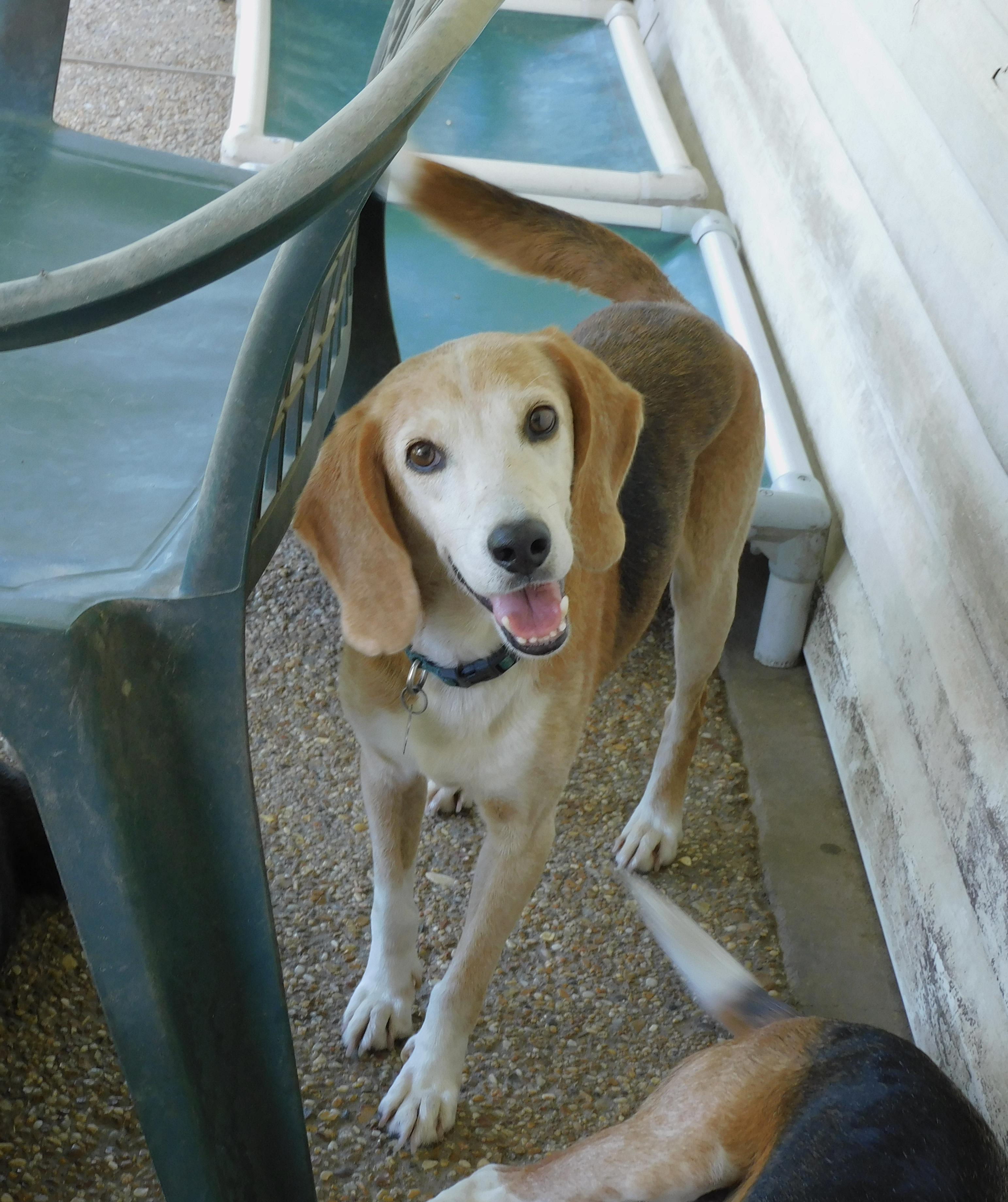 Pawl, a ADOPTABLE Beagle in Prairieville, LA image 1/6