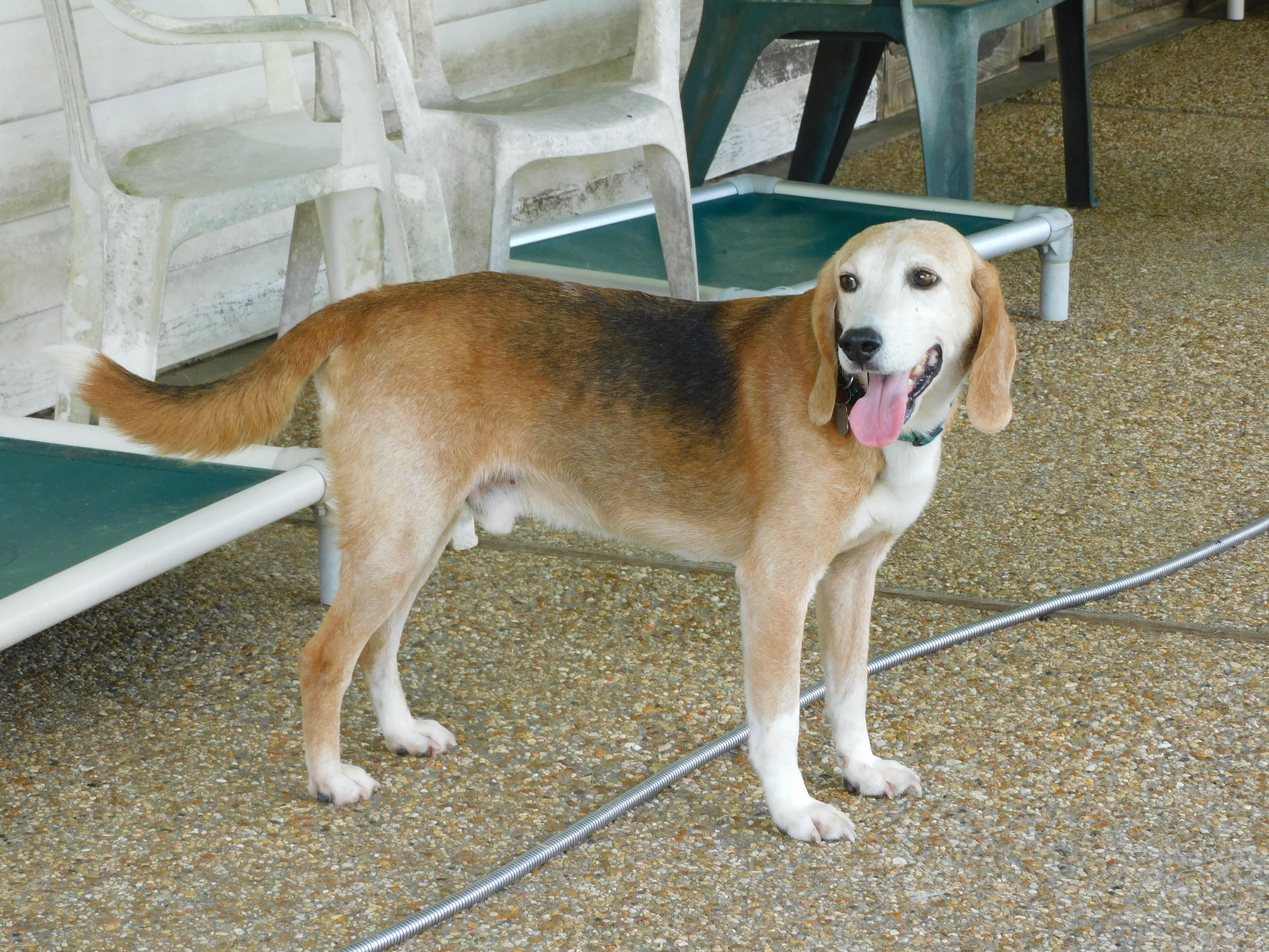 Pawl, a ADOPTABLE Beagle in Prairieville, LA image 1/6