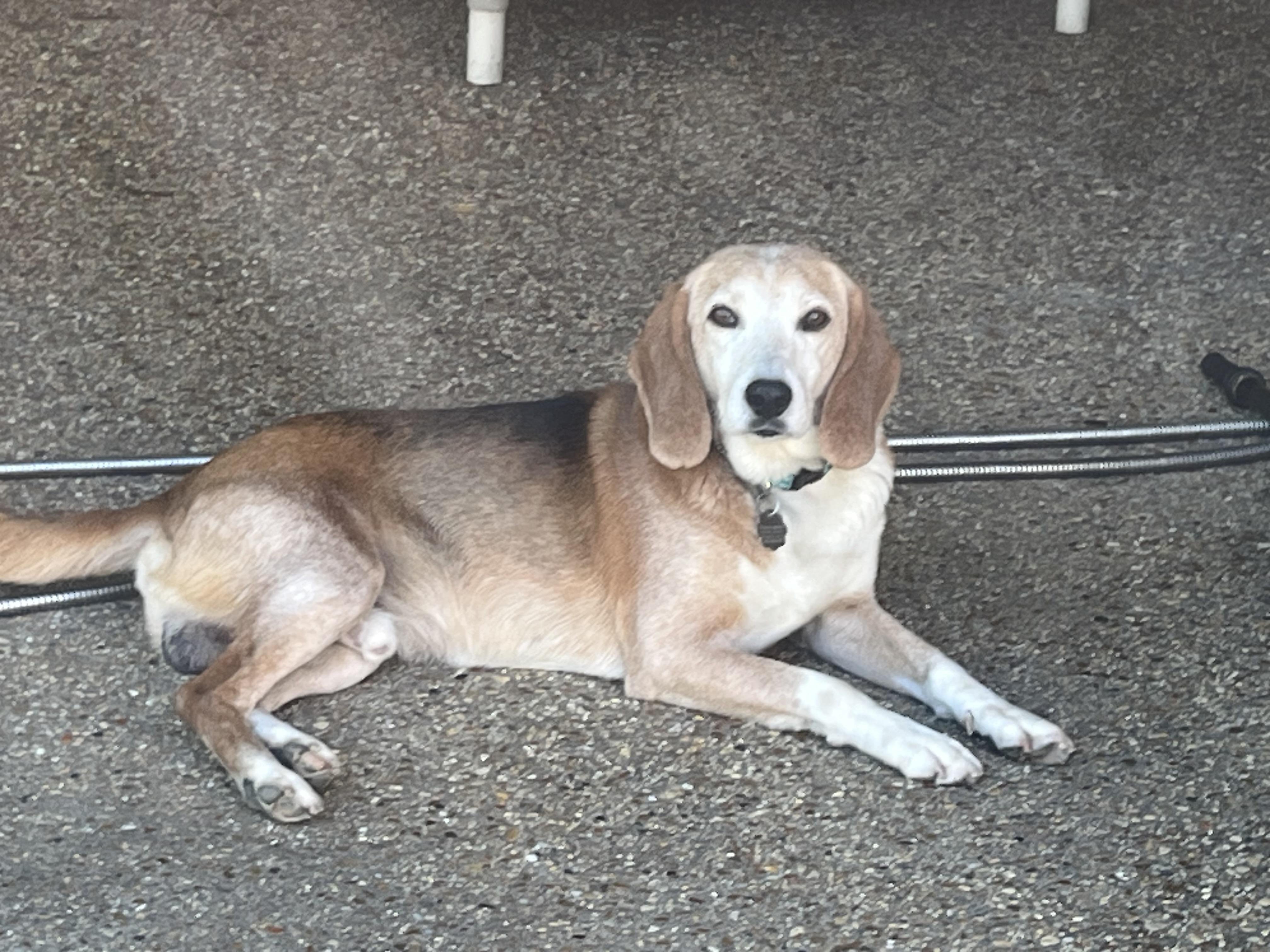 Enlarge Pawl, a ADOPTABLE Beagle in Prairieville, LA image 5/5