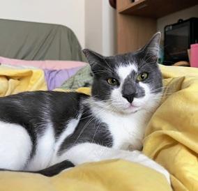 Moonlight, Adoptable, Young Male Domestic Short Hair.