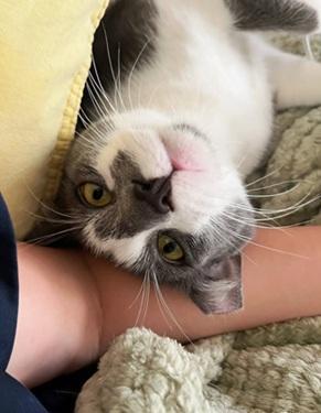 Enlarge Moonlight, a Adoptable Domestic Short Hair in San Francisco, CA image 2/6
