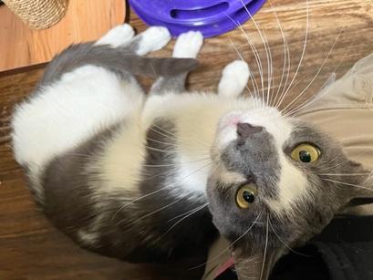 Moonlight, Adoptable, Young Male Domestic Short Hair.