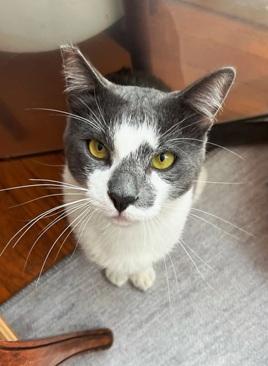 Enlarge Moonlight, a Adoptable Domestic Short Hair in San Francisco, CA image 5/6