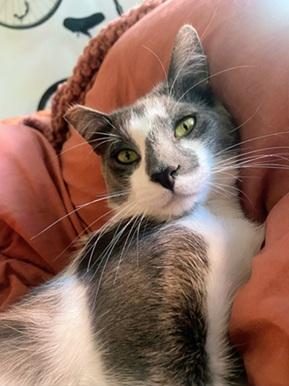 Moonlight, a Adoptable Domestic Short Hair in San Francisco, CA image 3/6